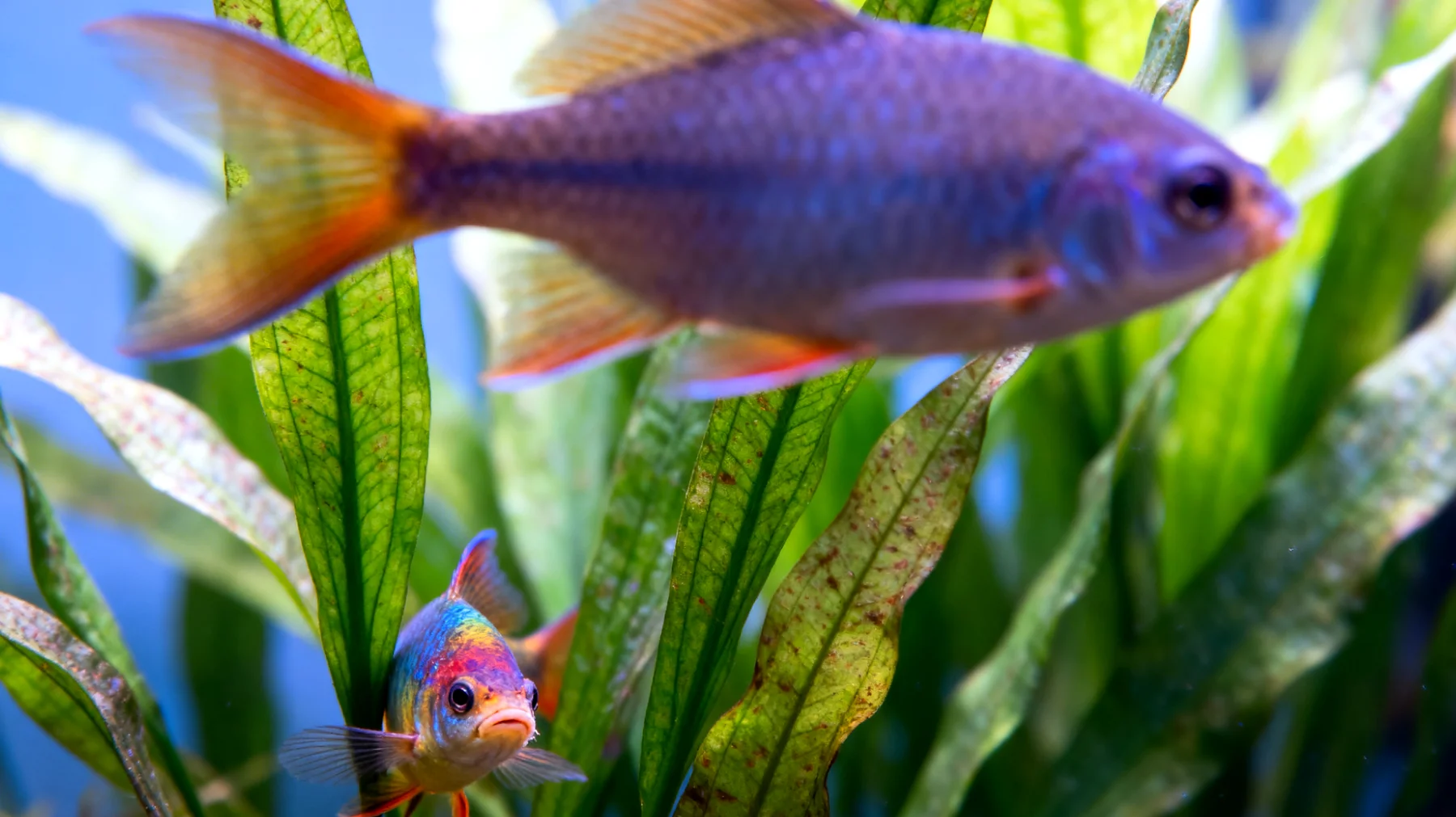 Neue Fische zeigen Schwierigkeiten bei der Eingewöhnung in ein bestehendes Aquarium mit erwachsenen Fischen, was zu Stress, Verstecken oder aggressivem Verhalten führen kann"